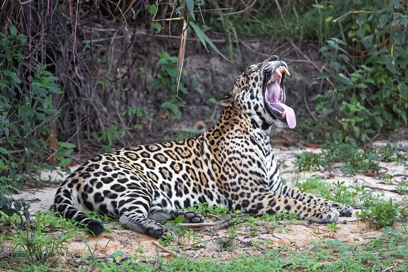 Panthera onca ak 47. Дымчатый леопард. Ягуар из Южной Америки. Белый дымчатый леопард. Самые опасные Дикие кошки.