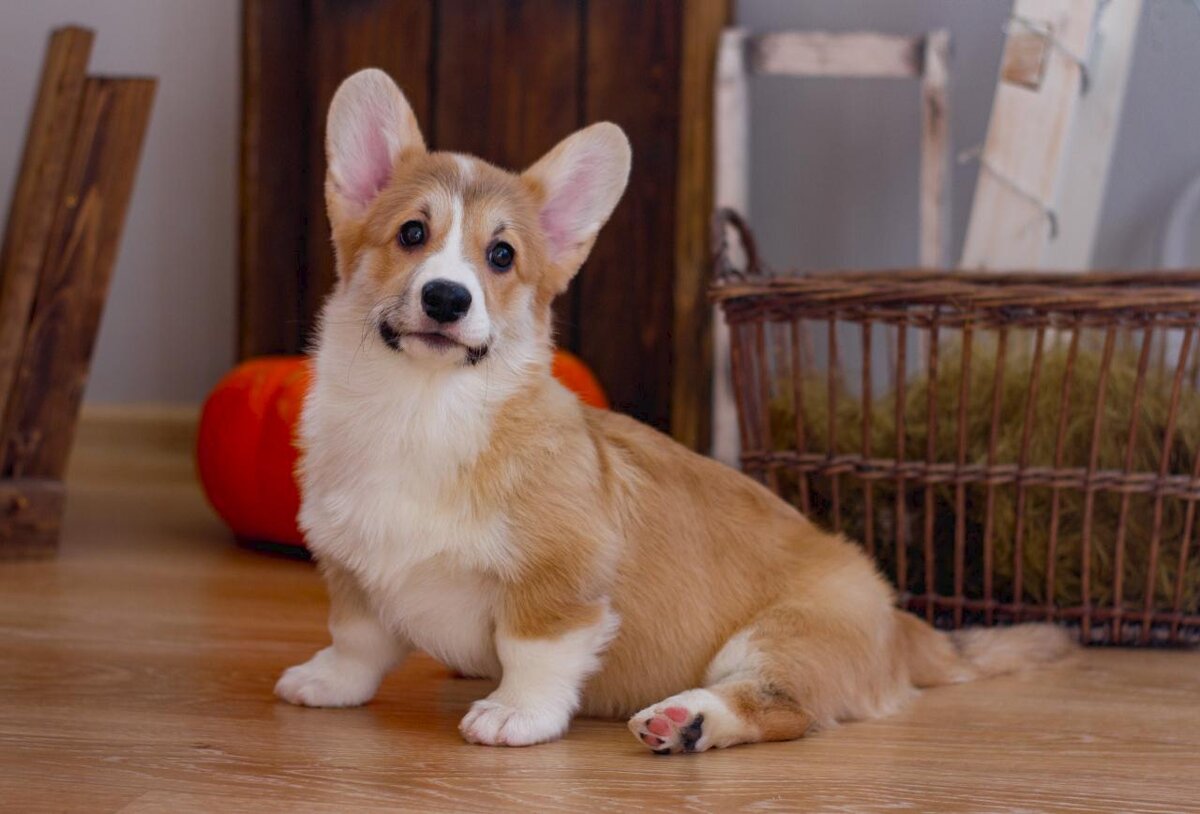 Источник: https://izhevsk.ru/forums/icons/forum_pictures/asyncupload/348976/2018/3/1/1519903808U348976TuvQ2198424264_orig.jpg