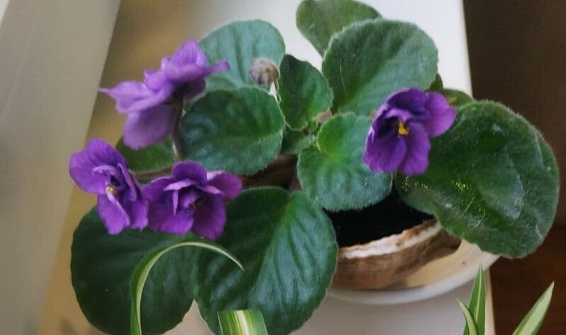 Моя фиалочка в морской раковине