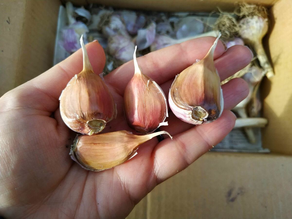 6 соток. Светлана Аниканова