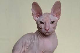 Умные кошки.