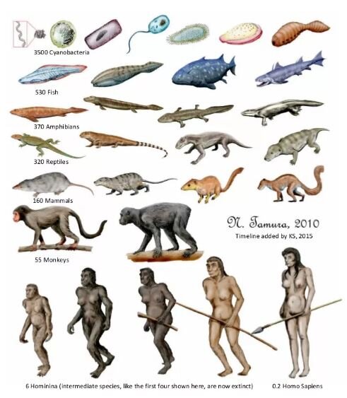 Эволюция: от простого к сложному. Картинки из свободного доступа.