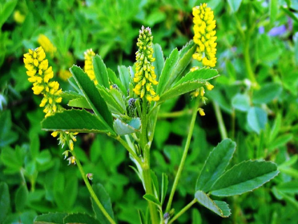 Фото из интернета.