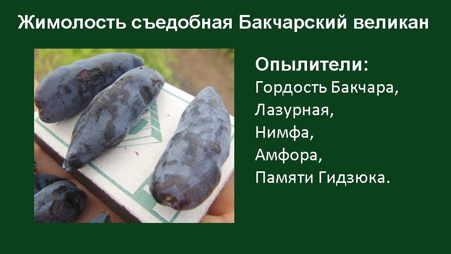 8 самых популярных сортов жимолости съедобной для средней полосы иПодмосковья