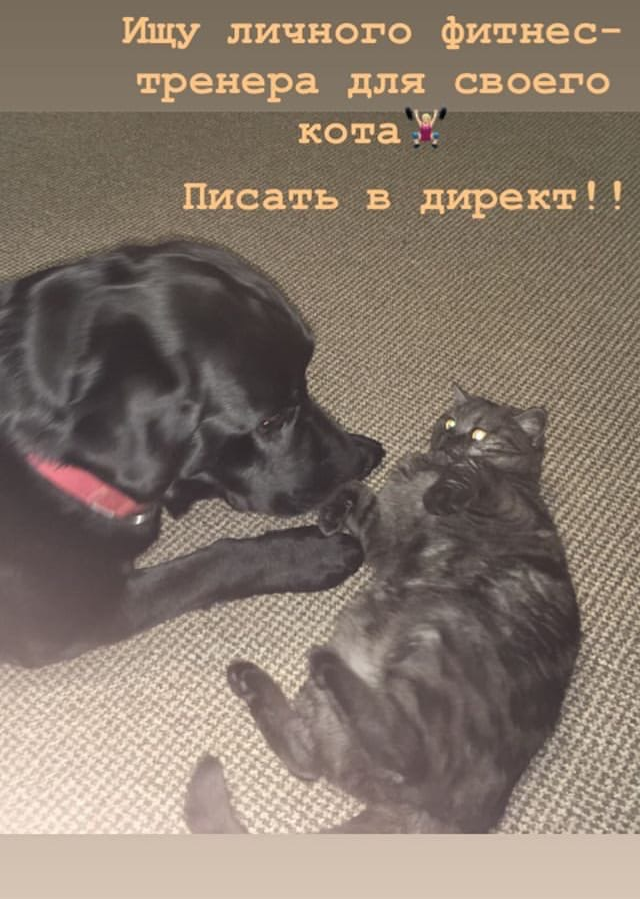 Знакомьтесь, мой жиробасик - Жорик, диетой которого я занялся, узнав факты, описанные ниже.