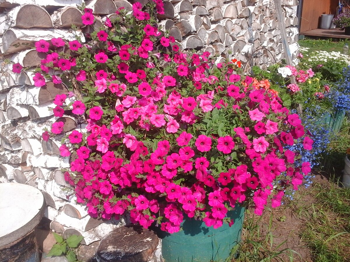 Петуния Парпл Вельвет F1