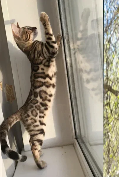 Знакомитесь, Леопардик