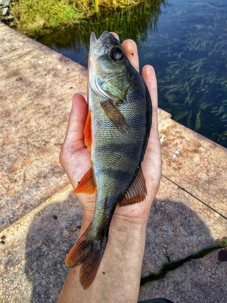 Мелочь на микроджиг 