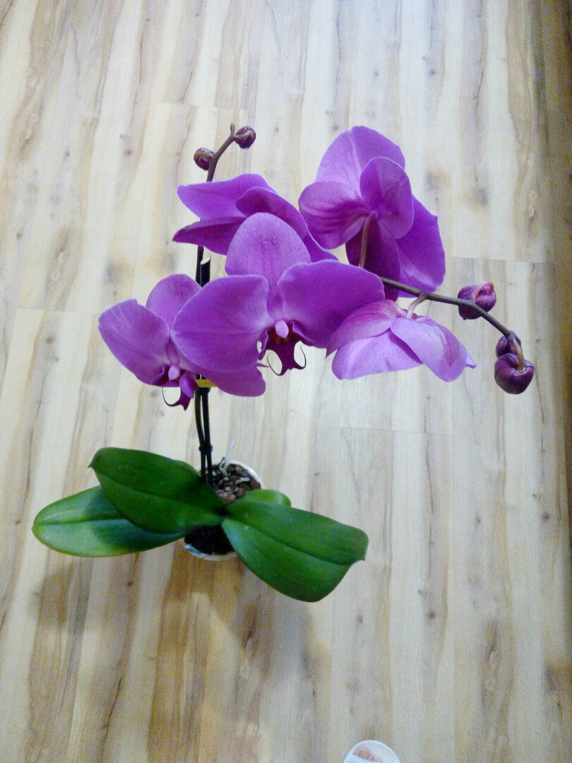 Пять важных принципов по уходу за орхидеями для новичков! 6 соток. Светлана Аниканова