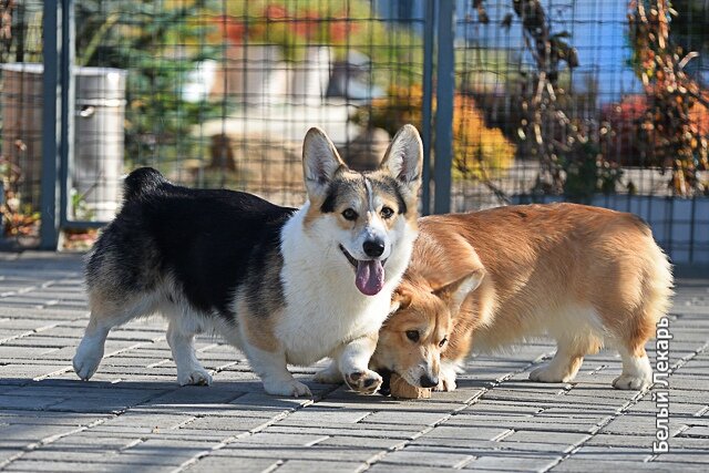 Вельш-корги пемброк  Шамбала и Нуар в питомнике "Белый Лекарь". https://vk.com/beliy.lekar