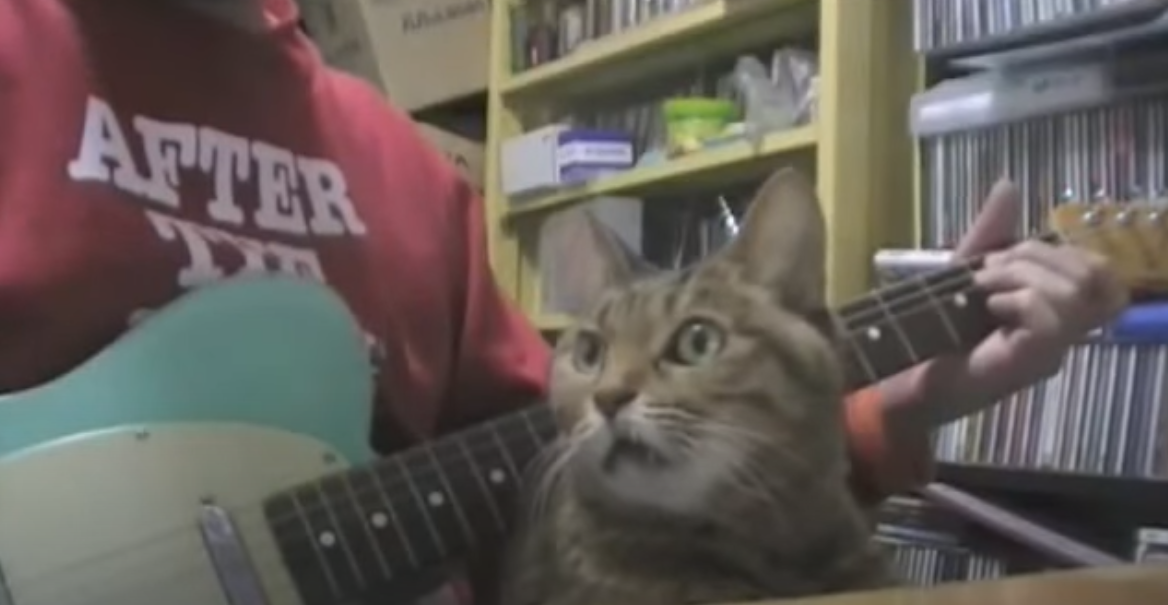 Музыкальный кот! 