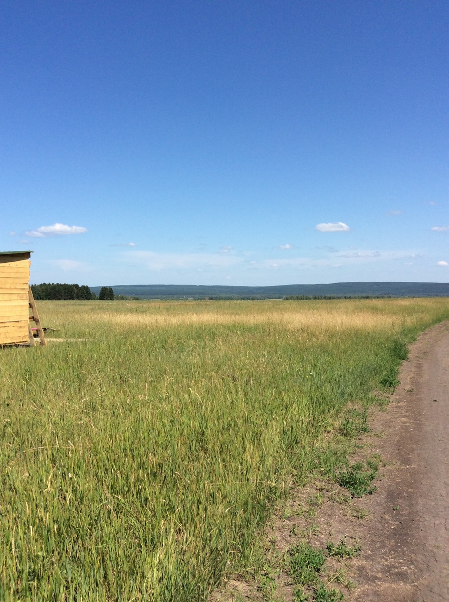 Мой участок летом 2015 года