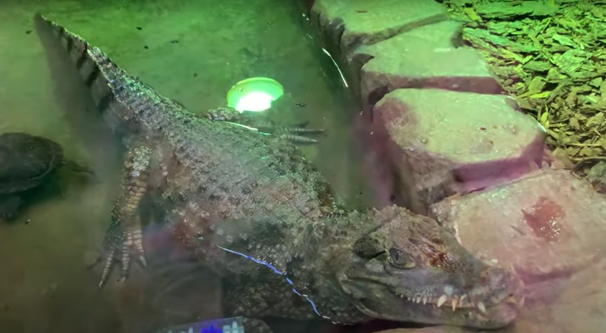 Встретили крокодила в зоопарке. 