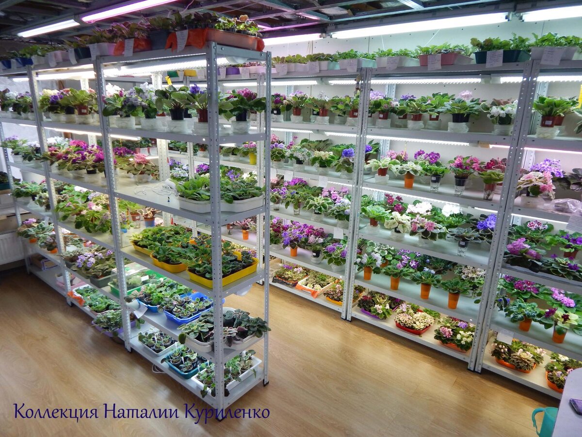 это не вся коллекция