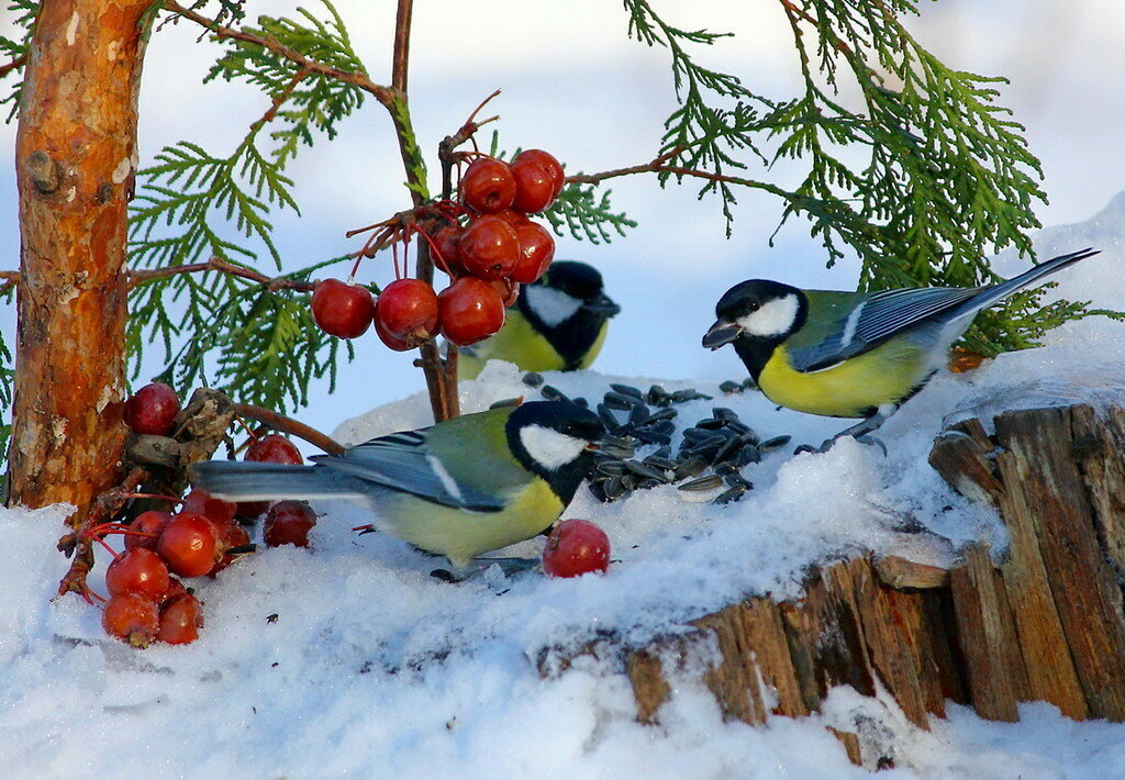 Инструкция: как помочь птицам пережить зиму