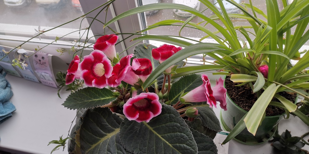 Чистый подоконник пластикового окна - легко!