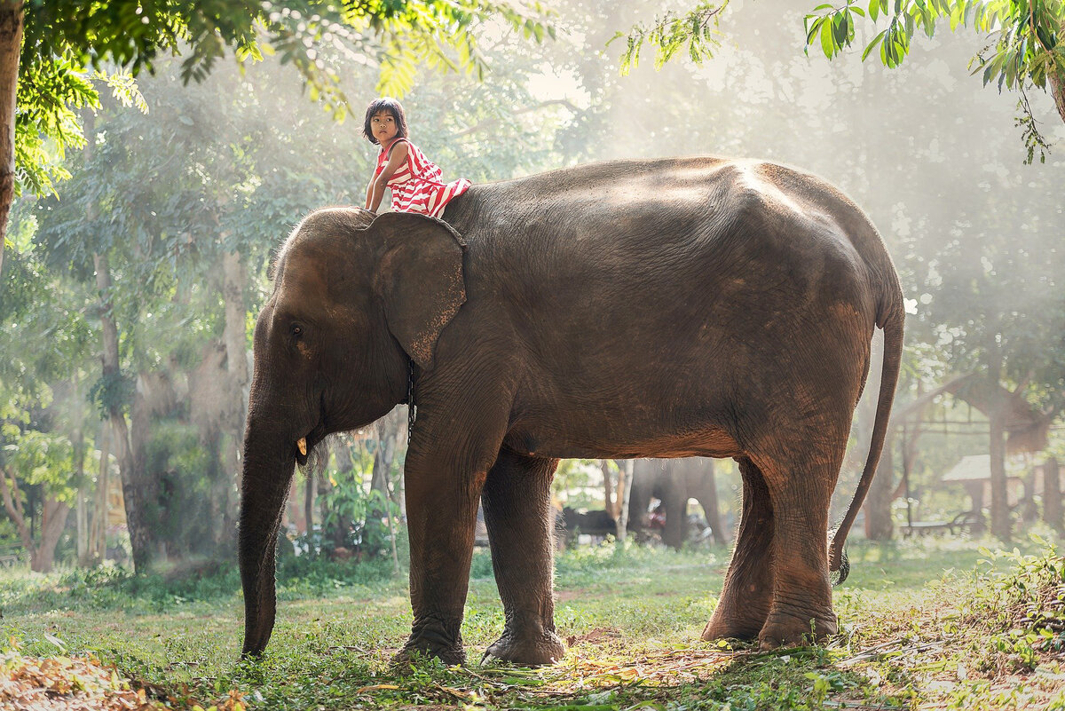В Тайланде слоны священные животные.