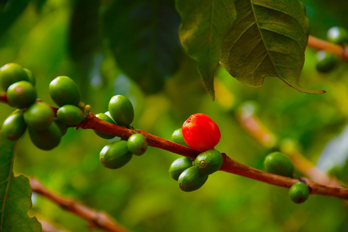 Откуда родом кофейное дерево