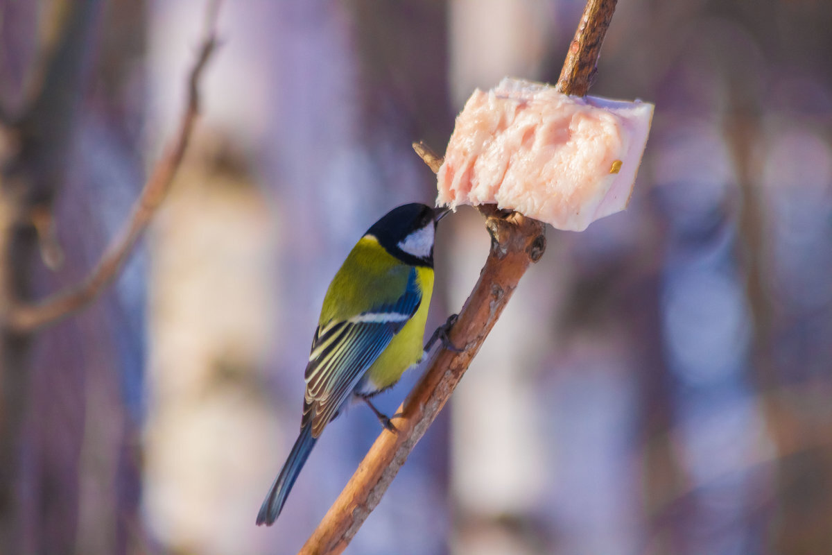 Фото из свободного доступа