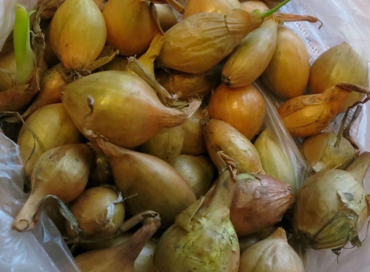 Севок. Фото автора