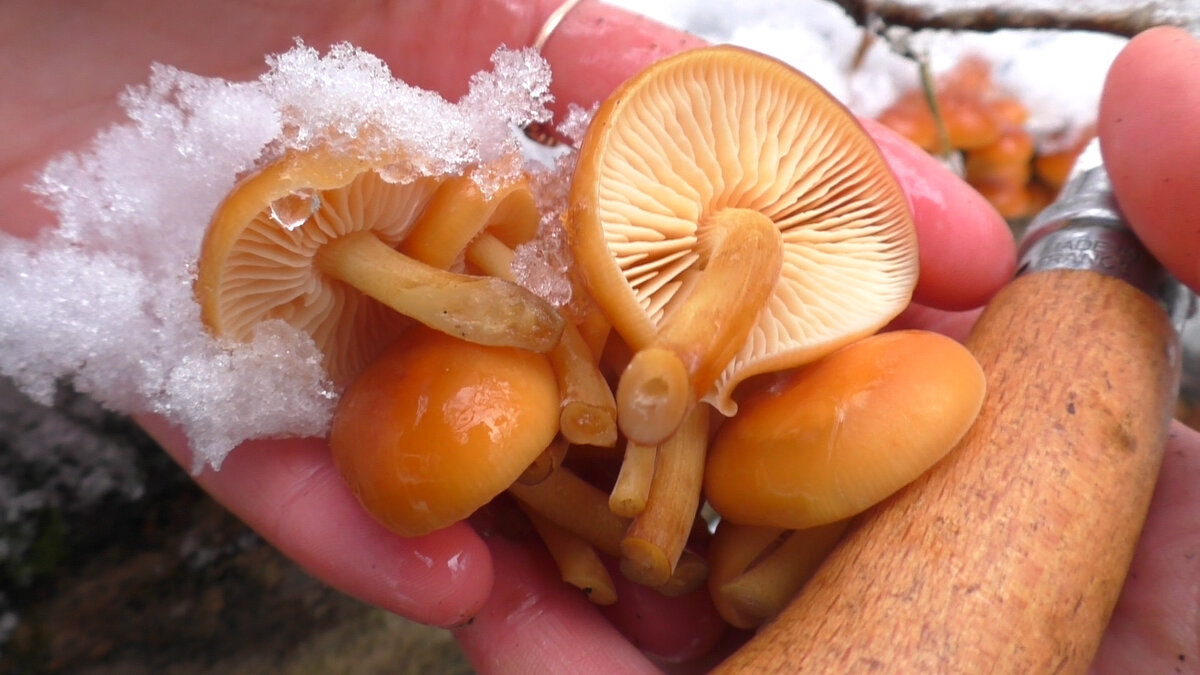 Зимний опенок