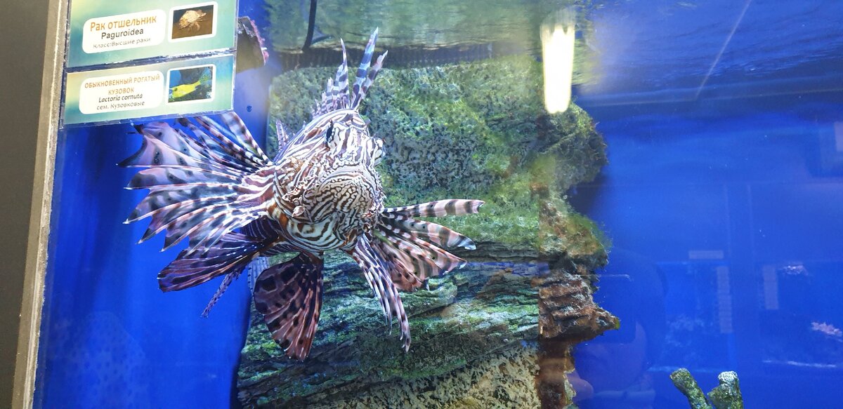 Фото сделано в океанариуме 