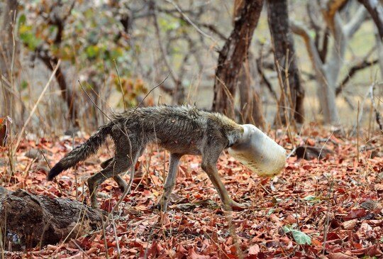 Волк был невероятно истощен и найден с пластиковым контейнером на голове 