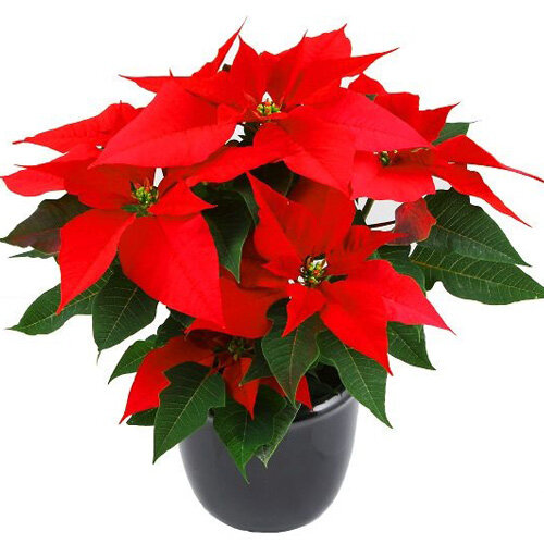 Чем отличается празднование Рождества и Нового года в Италии от нашего. Традиции, привычки, приметы