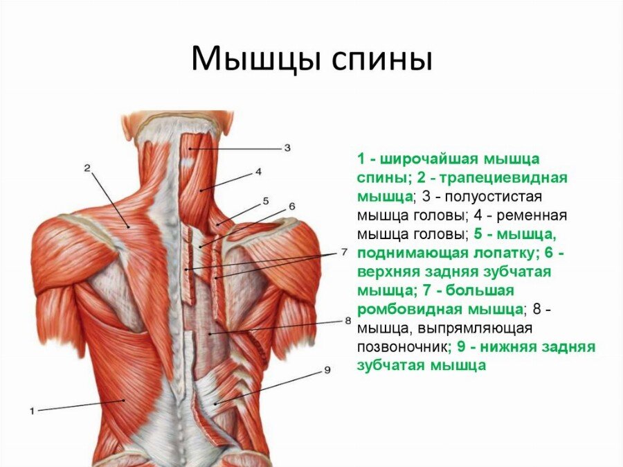 Поясничный апоневроз