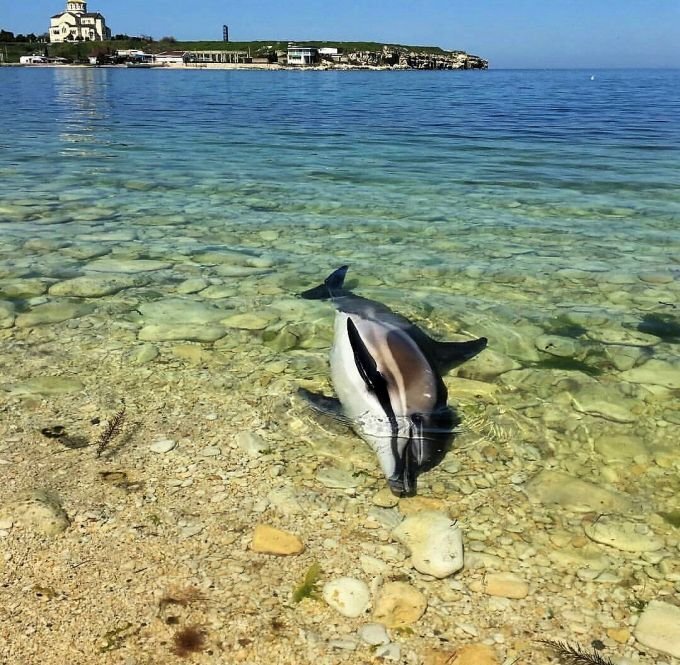 Погибший дельфин на берегу Карантинной бухты в Севастополе. Источник: serenesea.org