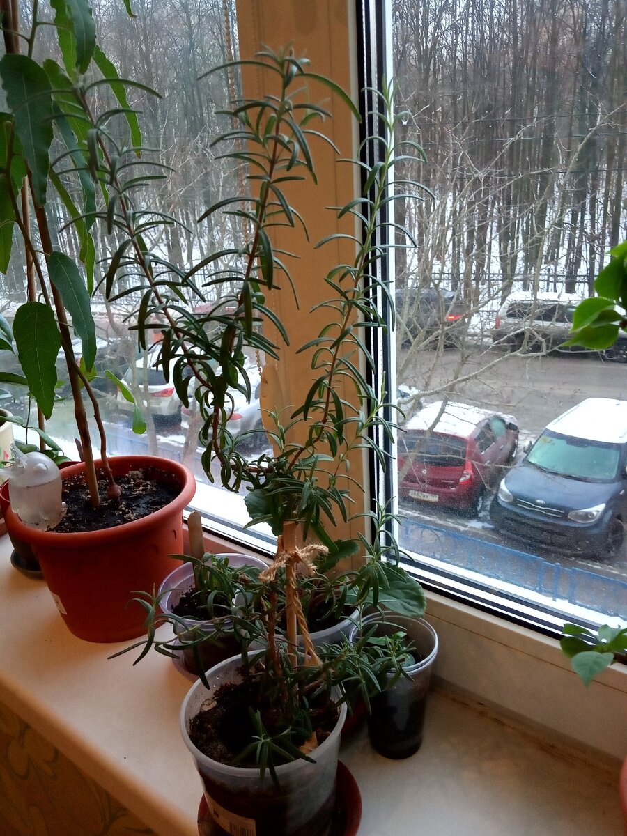 Мой розмарин