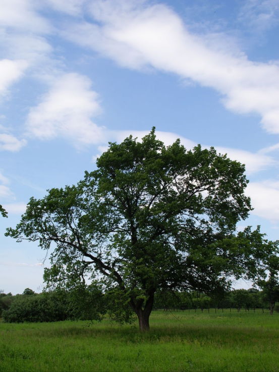 Вяз в пригороде Ирбита Свердловской области (фото В.Семухина)