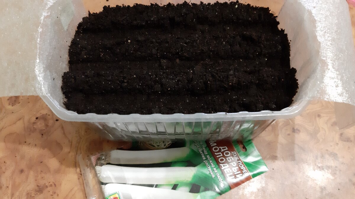 Раскладываю семена на глубину 1 см. Фото автора.