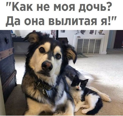 https://ok.ru/zoopomoshc/topic/151722512946512
