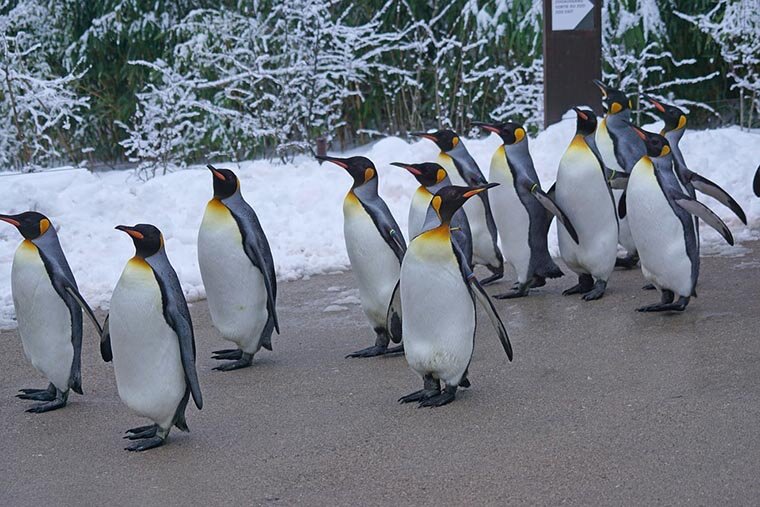 Королевские пингвины похожи на императорских, но они чуть ниже, в среднем около 1 метра ростом