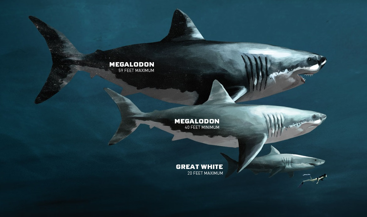 Мегалодон самая большая рыба в истории Земли