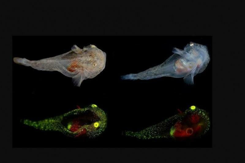 "Липарис Гиббус" - светящиеся рыбки