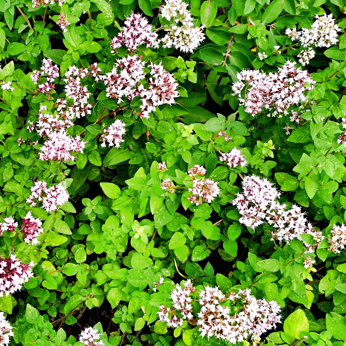 Душица, фото из моего архива