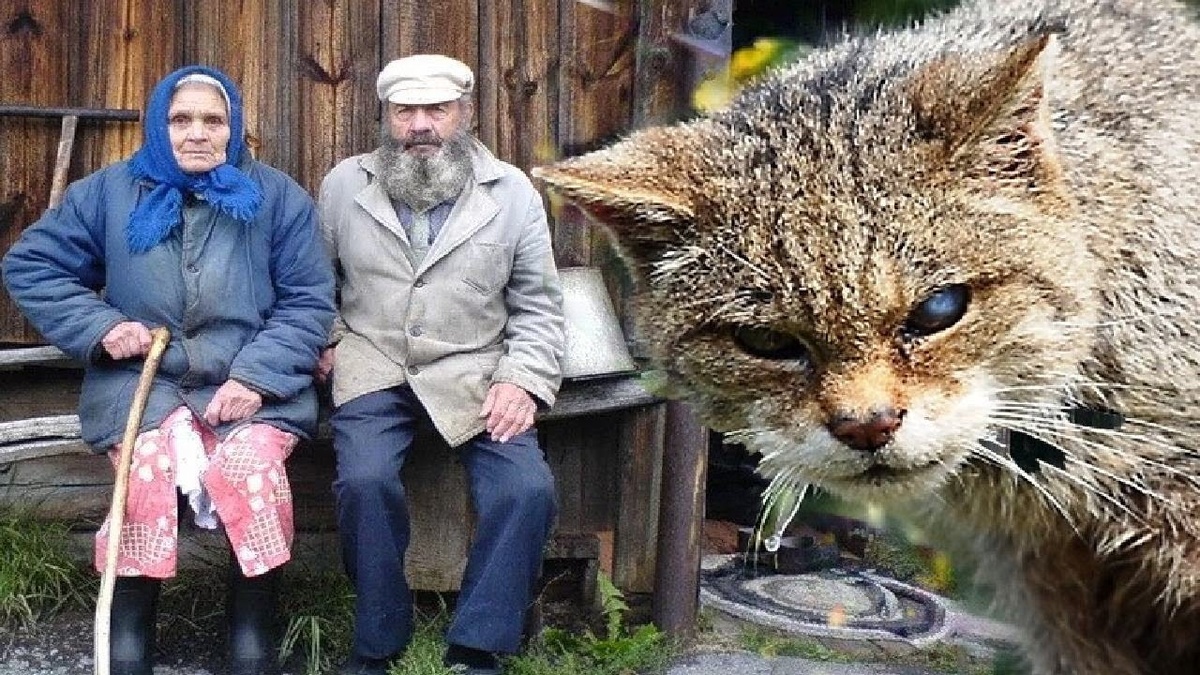 кот, лебедь, удивительный случай, невероятная история, старики, бабушка, дедушка, домашние животные, деревенская жизнь, природа, животные, трогательная история, спасение