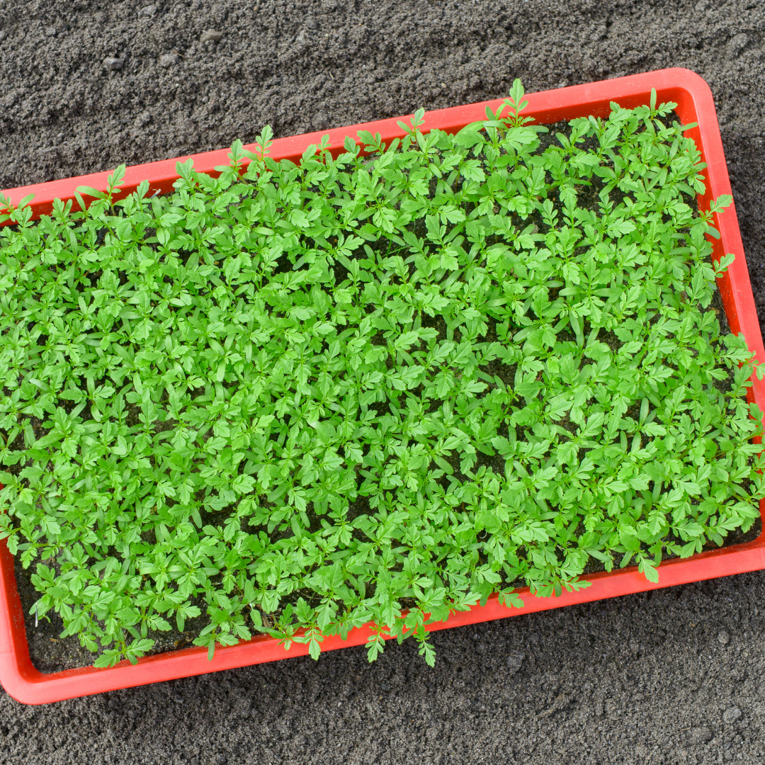 Слишком густая посадка рассады цветов - благоприятная среда для развития плесени