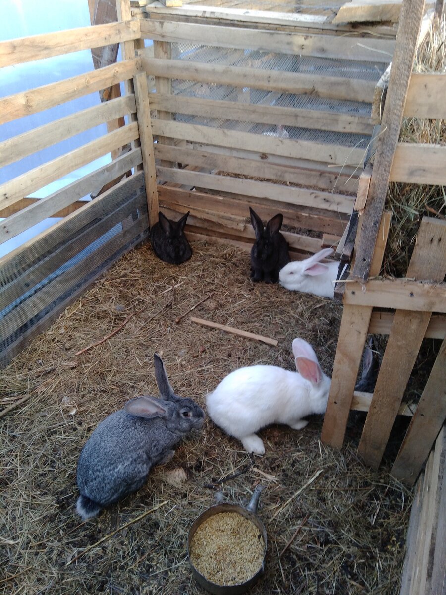 Спокойный вольер.