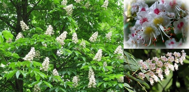 Каштаны. Коллаж из фотографий из открытых источников