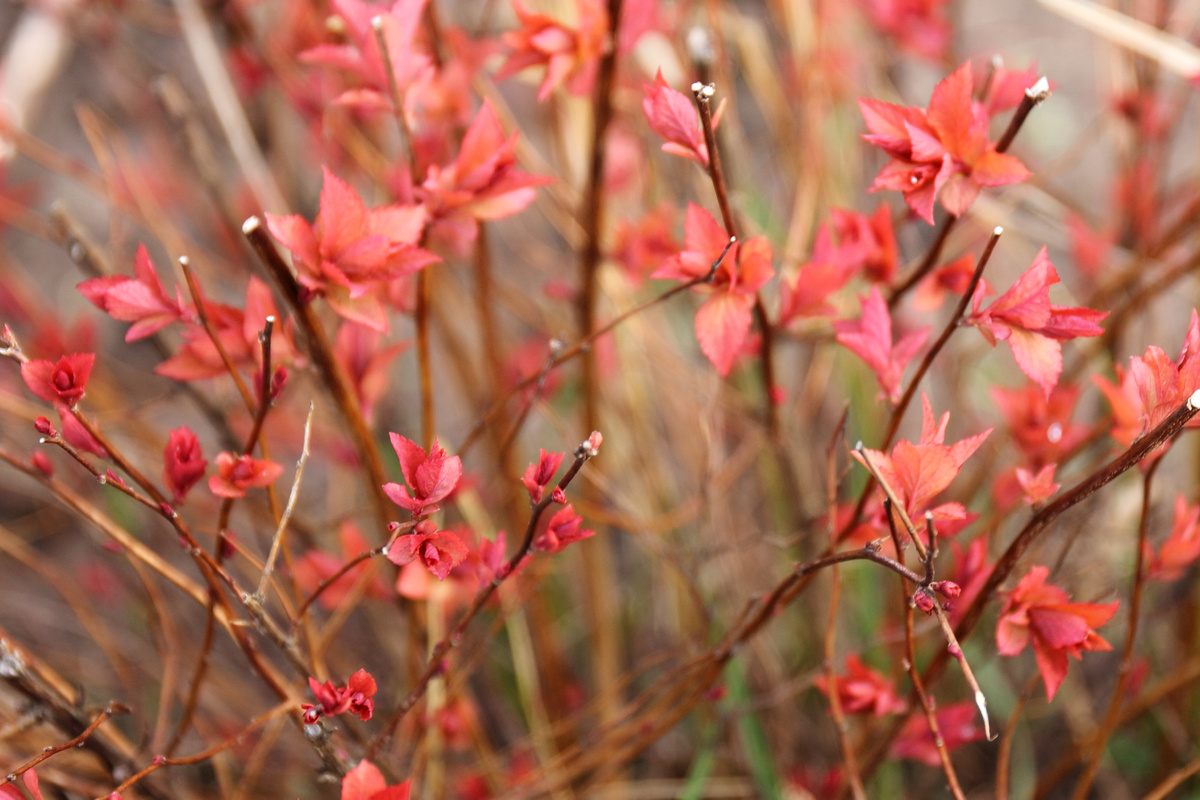 Спирея выпустила листочки. Фото автора