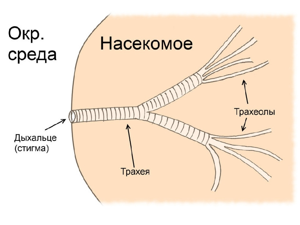 Как дышат насекомые, или что это за странные точки на теле у гусениц?3