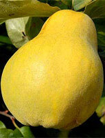 Грушевидная, ароматная. Полкило с плюсом. Фото питомника Rasadnik Čolić, свободный доступ. 