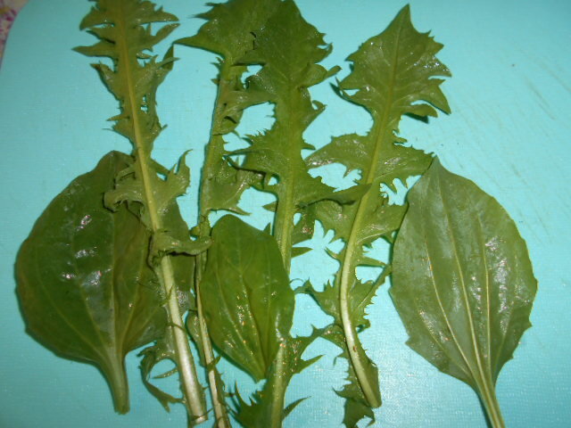 листья одуванчика и подорожника