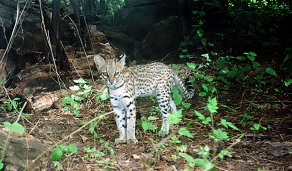 Северный тигровый кот в естественной среде обитания. Фото из открытого источника.