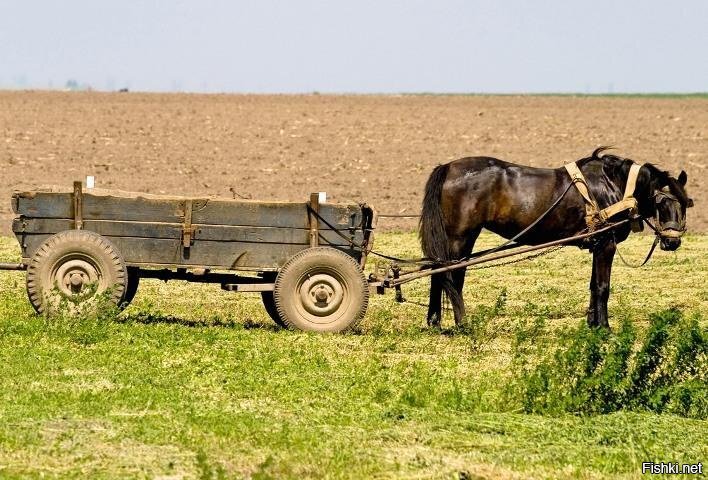 Всю жизнь телегу тащит