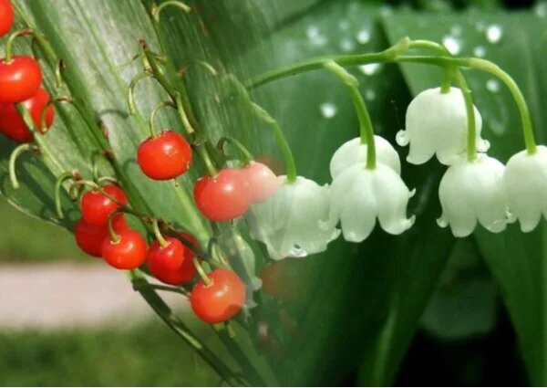 Ландыш майский 'Rosea' (Convallaria majalis 'Rosea')