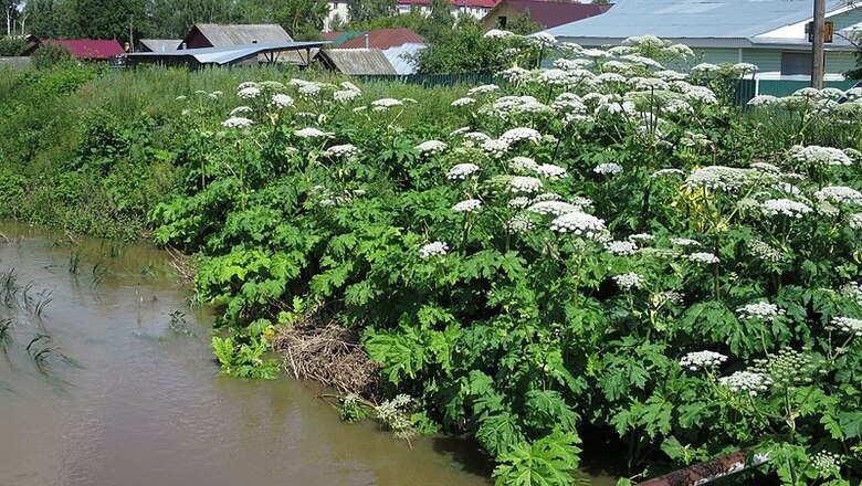 Фото: Arzy / ru.wikipedia.org